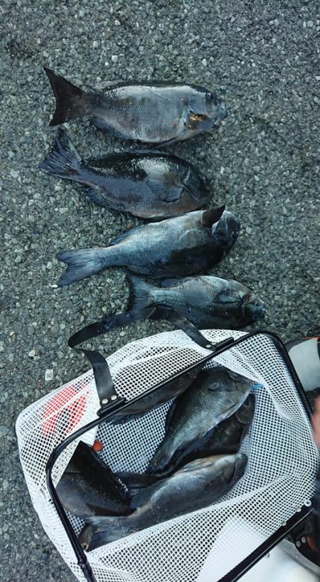 伊豆下田フィッシング 釣果