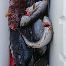 伊豆下田フィッシング 釣果