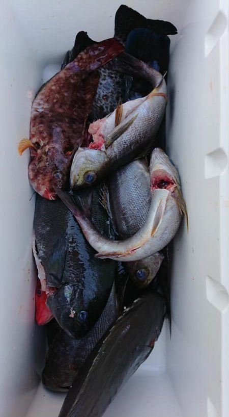 伊豆下田フィッシング 釣果