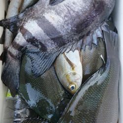 伊豆下田フィッシング 釣果