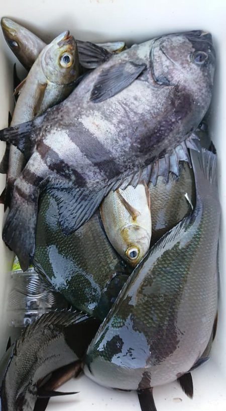 伊豆下田フィッシング 釣果