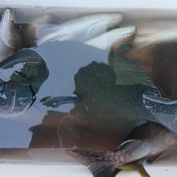 伊豆下田フィッシング 釣果