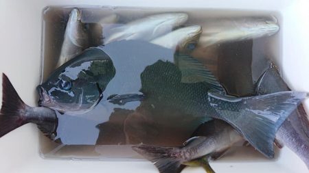 伊豆下田フィッシング 釣果