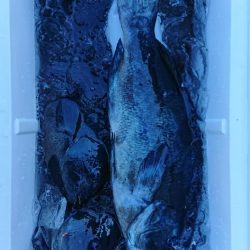 伊豆下田フィッシング 釣果