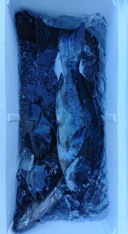 伊豆下田フィッシング 釣果