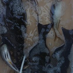 伊豆下田フィッシング 釣果