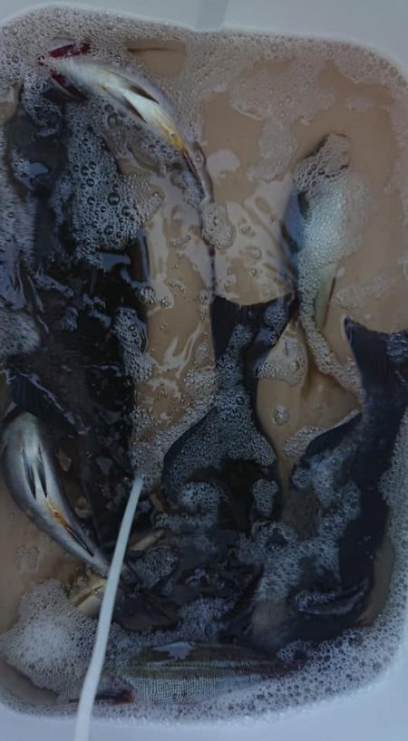 伊豆下田フィッシング 釣果