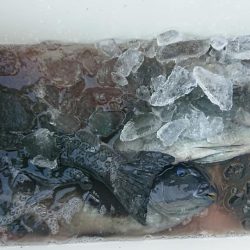 伊豆下田フィッシング 釣果