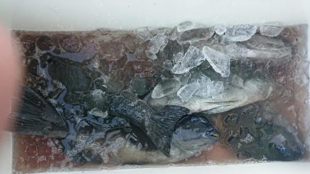 伊豆下田フィッシング 釣果