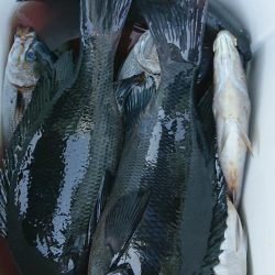 伊豆下田フィッシング 釣果