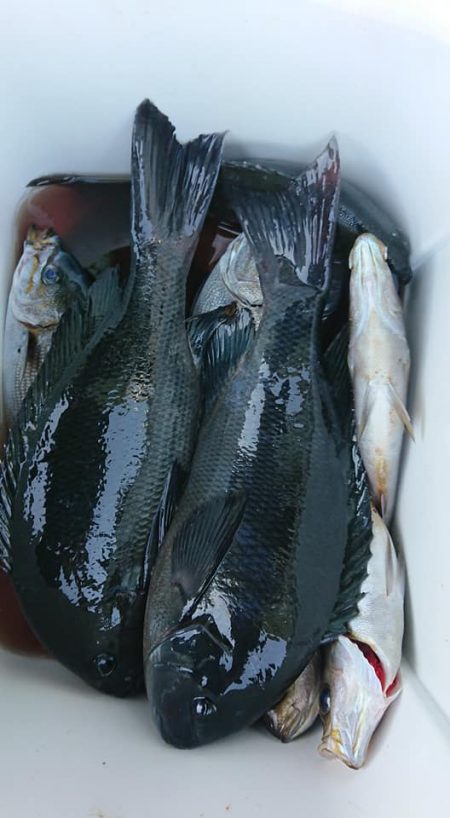 伊豆下田フィッシング 釣果