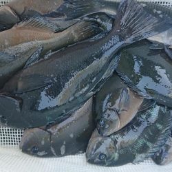 伊豆下田フィッシング 釣果