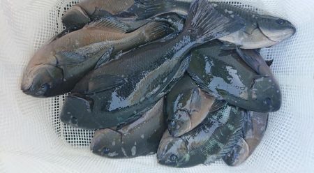伊豆下田フィッシング 釣果