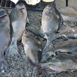 伊豆下田フィッシング 釣果