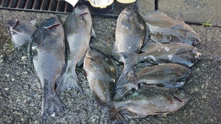 伊豆下田フィッシング 釣果