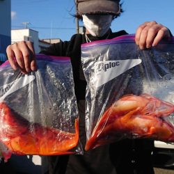 伊豆下田フィッシング 釣果