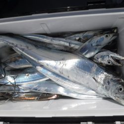 遊漁船 幸友丸 釣果