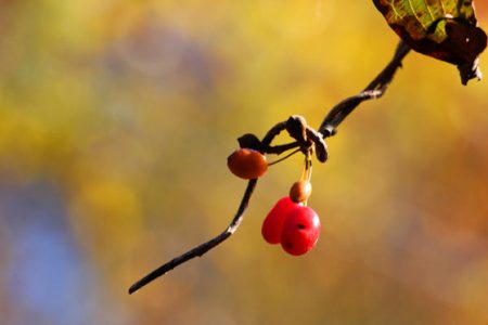 小菅トラウトガーデン 釣果