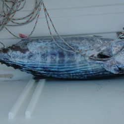 伊豆下田フィッシング 釣果