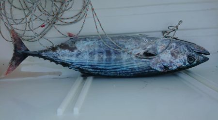 伊豆下田フィッシング 釣果