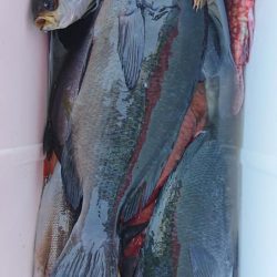 伊豆下田フィッシング 釣果