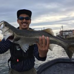 シーマジカル 釣果