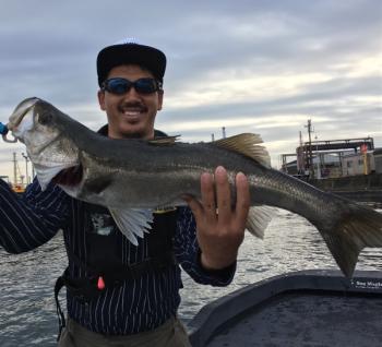 シーマジカル 釣果