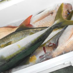 こうゆう丸 釣果