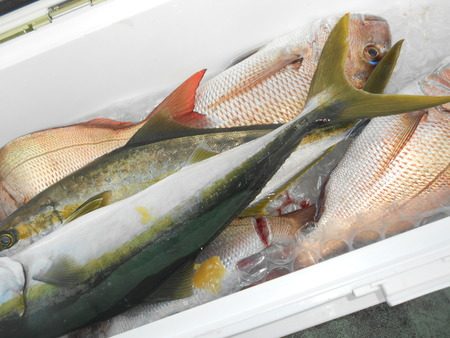 こうゆう丸 釣果