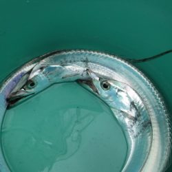 ＢｌｕｅＮｏｔｅ　Ｆｉｓｈｉｎｇ　Ｔａｘｉ 釣果