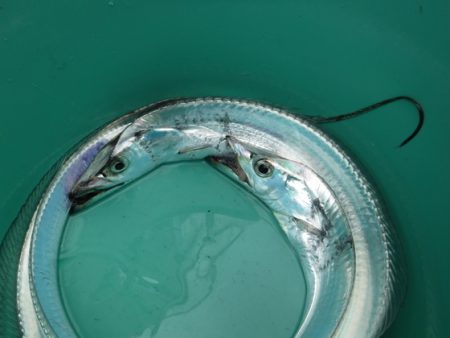 ＢｌｕｅＮｏｔｅ　Ｆｉｓｈｉｎｇ　Ｔａｘｉ 釣果