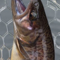 小菅トラウトガーデン 釣果