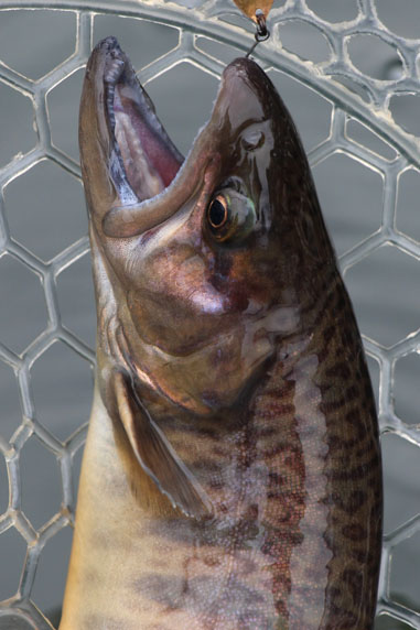 小菅トラウトガーデン 釣果