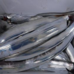 遊漁船 幸友丸 釣果