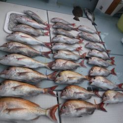 遊漁船 幸友丸 釣果