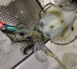 白墨丸 釣果