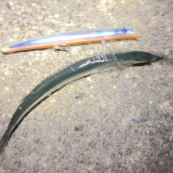 難しいボイルもビッグルアーで！