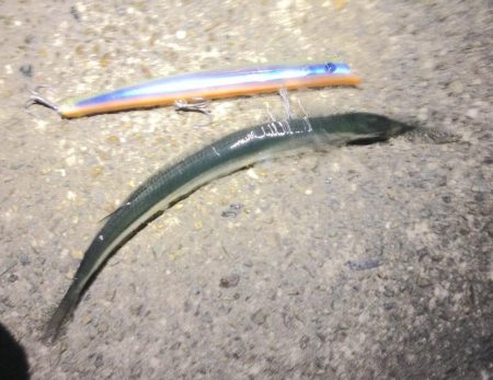 難しいボイルもビッグルアーで！