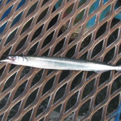 オリジナルメーカー海づり公園(市原市海づり施設) 釣果