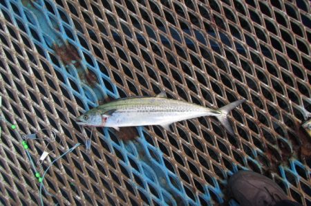 オリジナルメーカー海づり公園(市原市海づり施設) 釣果