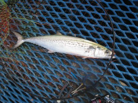 オリジナルメーカー海づり公園(市原市海づり施設) 釣果