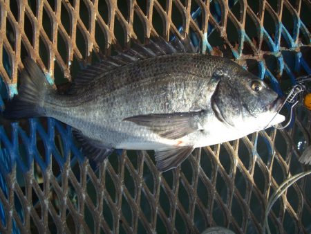 オリジナルメーカー海づり公園(市原市海づり施設) 釣果
