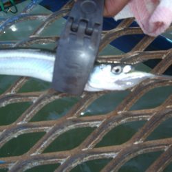 オリジナルメーカー海づり公園(市原市海づり施設) 釣果