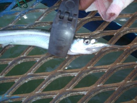 オリジナルメーカー海づり公園(市原市海づり施設) 釣果