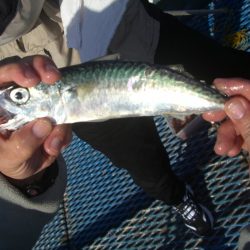 オリジナルメーカー海づり公園(市原市海づり施設) 釣果