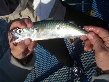 オリジナルメーカー海づり公園(市原市海づり施設) 釣果