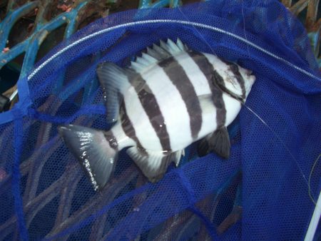 オリジナルメーカー海づり公園(市原市海づり…