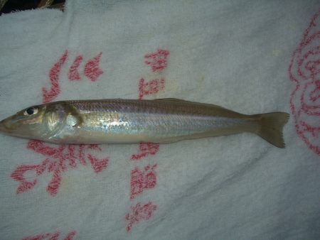 オリジナルメーカー海づり公園(市原市海づり施設) 釣果