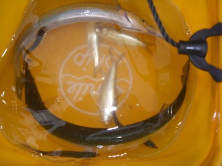 オリジナルメーカー海づり公園(市原市海づり施設) 釣果