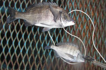 オリジナルメーカー海づり公園(市原市海づり施設) 釣果